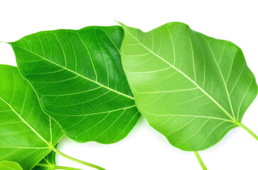 Bodhi leaf on white background, Branch of green Bodhi leaf isolate on a white with clipping path.