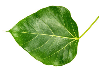 Obraz premium Bodhi leaf on white background, Branch of green Bodhi leaf isolate on a white with clipping path.