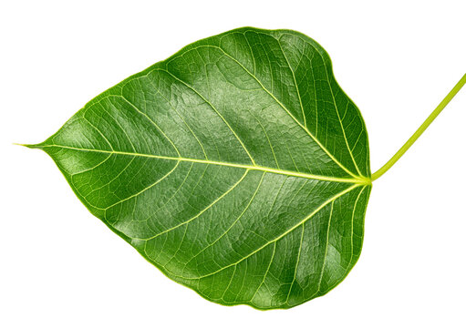 Bodhi leaf on white background, Branch of green Bodhi leaf isolate on a white with clipping path.