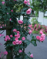 華やか満開な美しいばらの花　レオナルドダヴィンチ