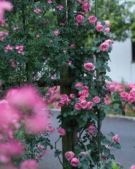華やか満開な美しいばらの花　レオナルドダヴィンチ