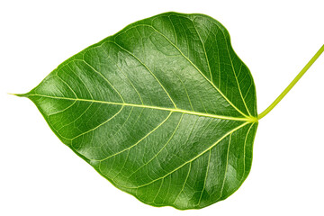 Obraz premium Bodhi leaf on white background, Branch of green Bodhi leaf isolate on a white PNG File