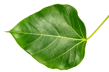 Bodhi leaf on white background, Branch of green Bodhi leaf isolate on a white PNG File