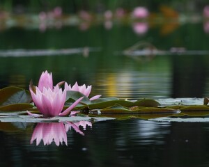 水に浮かぶ美しいピング色スイレン