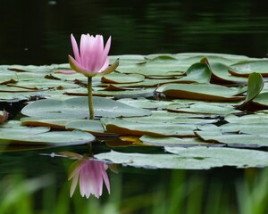 水に浮かぶ美しいピング色スイレン