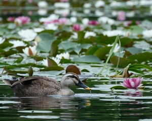 静か水面に泳ぐかるカモ
