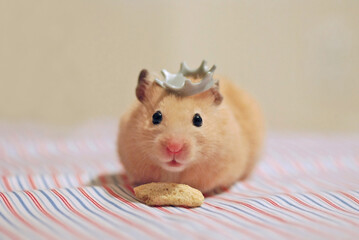Syrian hamster wearing a crown is about to eat a snack