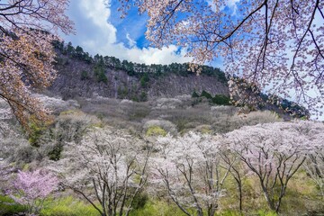 満開の山桜に囲まれた屏風岩公苑の情景