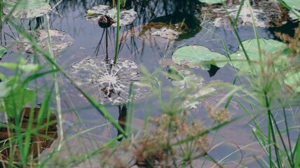 Lotus leaf