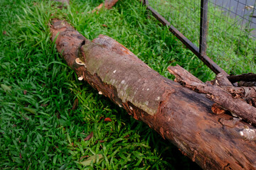 Fallen Tree trunk on the wild grass. felled tree trunks On the ground near the iron fence