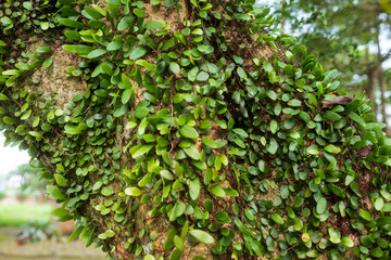 Pyrrosia Eleagnifolia, commonly known as the leather-leaf fern. Dragon scale Fern plant. Close up shot of green leaves plant on tree branch or trunk