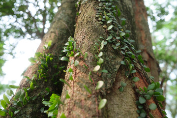 Obraz premium Pyrrosia Eleagnifolia, commonly known as the leather-leaf fern. Dragon scale Fern plant. Close up shot of green leaves plant on tree branch or trunk