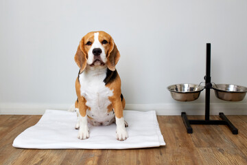 Cute dog Beagle is sitting in the room by the bowls for food and water. The animal is waiting for...