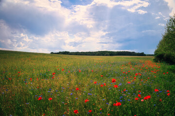 Mohnfeld - Mohn - Ecology - Beautiful summer day. Red poppy field. - Flowers Red poppies blossom on...