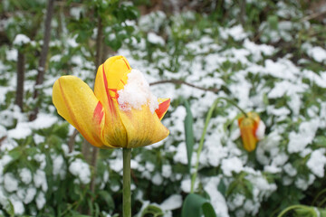 Blooming tulip covered with snow. An example of spring cooling.