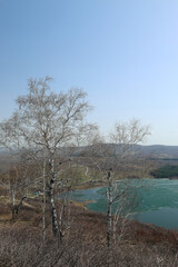 spring birch trees against a background of a cloudless blue sky and a blue lake with melting ice