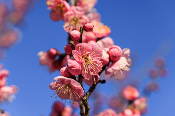 梅の花　紅梅