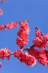 梅の花　紅梅