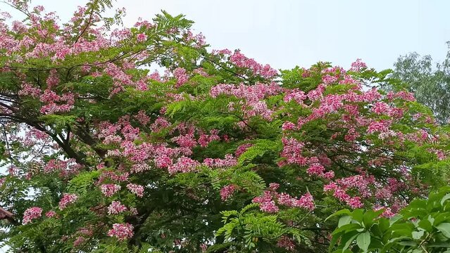 Java Cassia, Pink Shower, Apple Blossom Tree,Rainbow Shower Tree,Cassia javanica,Javanese Cassia,Cassia javanica,Leguminosae,Fabaceae,flower.