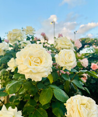 青空に映えるバラ