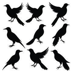 Set of Black Amazonian Royal Flycatcher Silhouette Vector on a white background