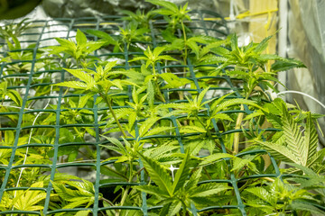 SoG Sea of Green net hemp cultivation technique Growing pot in growtent indoor Vegetative stage marijuana growth Medical