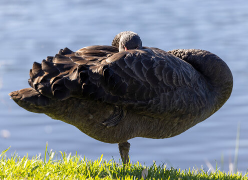 Black swan (Cygnus atratus) at rest looking like a giant mushroom