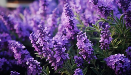 Obraz premium A close-up view of a field of blooming lavender flowers. The purple flowers are in focus, with the green leaves blurred in the background. The image is soft and romantic.