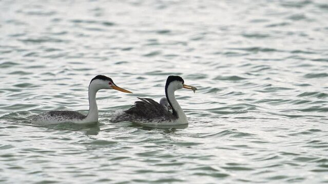 Grebe adults passing minnow back and forth to each other while chicks watch from mothers back.