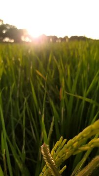 Rice grains in the field