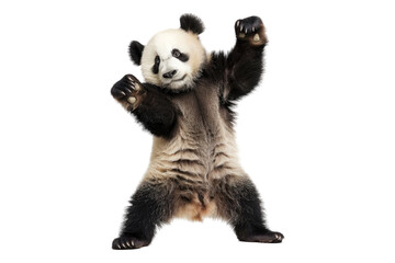 Obraz premium Funny panda dancing isolated on transparent background