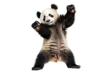 Funny panda dancing isolated on transparent background