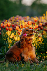 A Cocker spaniel in a field of tulips in the sun.
