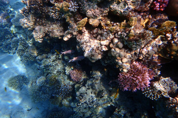 nice coral reef in the Egypt, Safaga