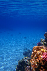 nice coral reef in the Egypt, Safaga