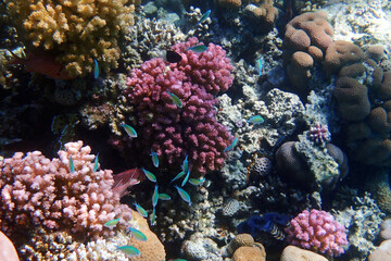 nice coral reef in the Egypt, Safaga