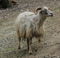 Obraz premium small sheep head