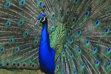 Naklejka premium nice big peacock