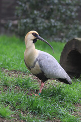 black face ibis