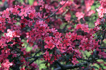 red japanese cherry flowers