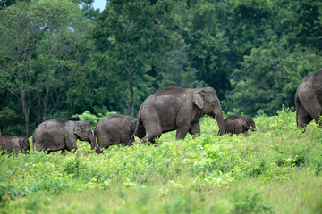 Fototapeta premium Herd of wild Asian elephants in beautiful nature.