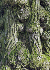 old bark texture