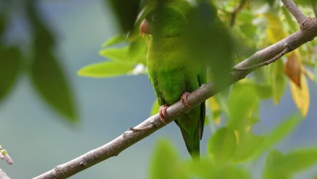 Green parakeet perched on a branch in Santa Marta, Magdalena, Colombia, with pink flowers