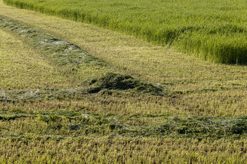 forage and hay harvesting in spring