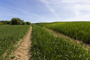Fototapeta premium Green wheat grass in the field in spring