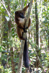 Kletterndes Rotbauchmaki Weibchen