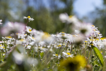 beautiful wild white and pink daisies in the green grass in spring