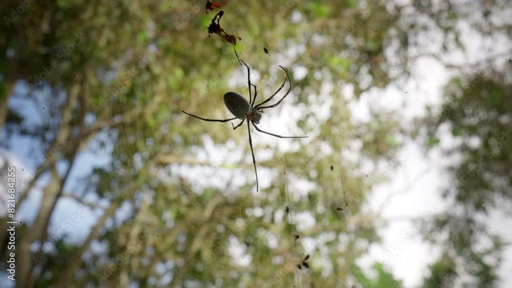 Poster golden orb-weaver moving around on fine web in forest, upwards close-up view