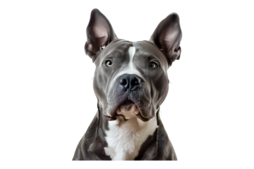 Pitbull isolated on transparent background