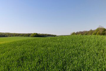 Obraz premium a green wheat field in the spring season
